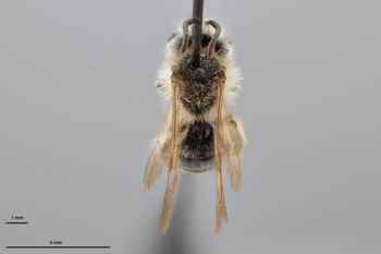 Media type: image;   Entomology 773043 Aspect: habitus dorsal view